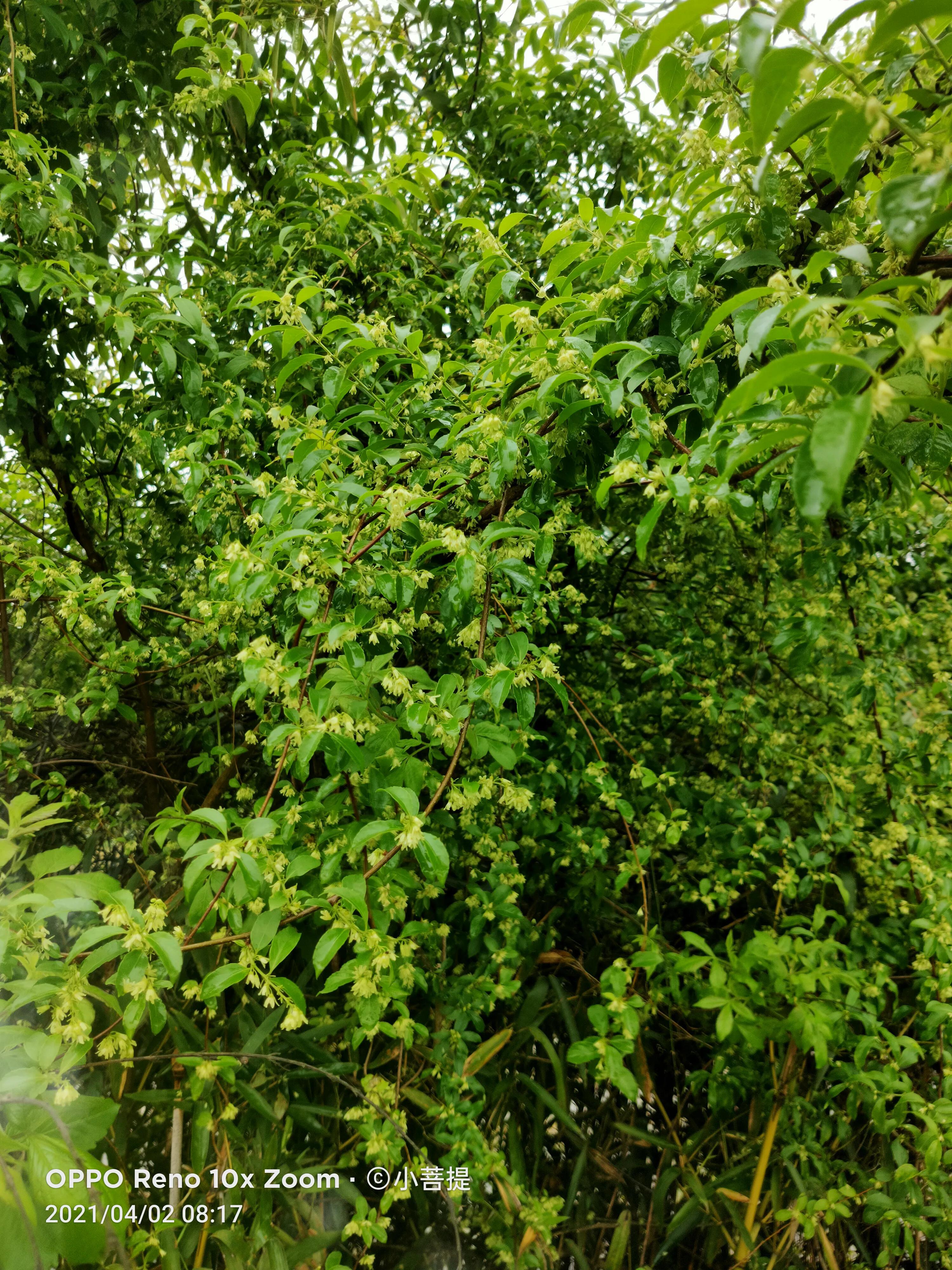 清明时节开花的花草有哪些,早春时节各种植物的样子