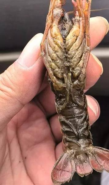 小龙虾常见疾病判断及防治方法,小龙虾塘纤毛虫处理办法