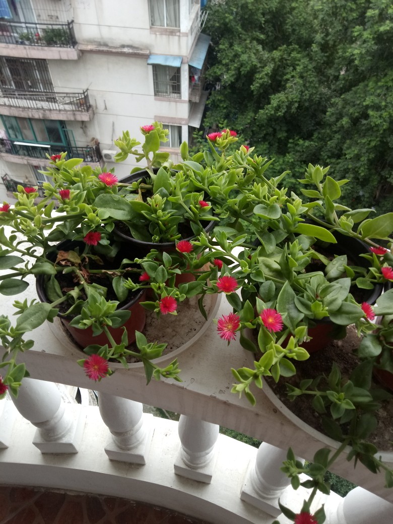 适合邻居养的十种花,养这7种花大人小孩都能养好