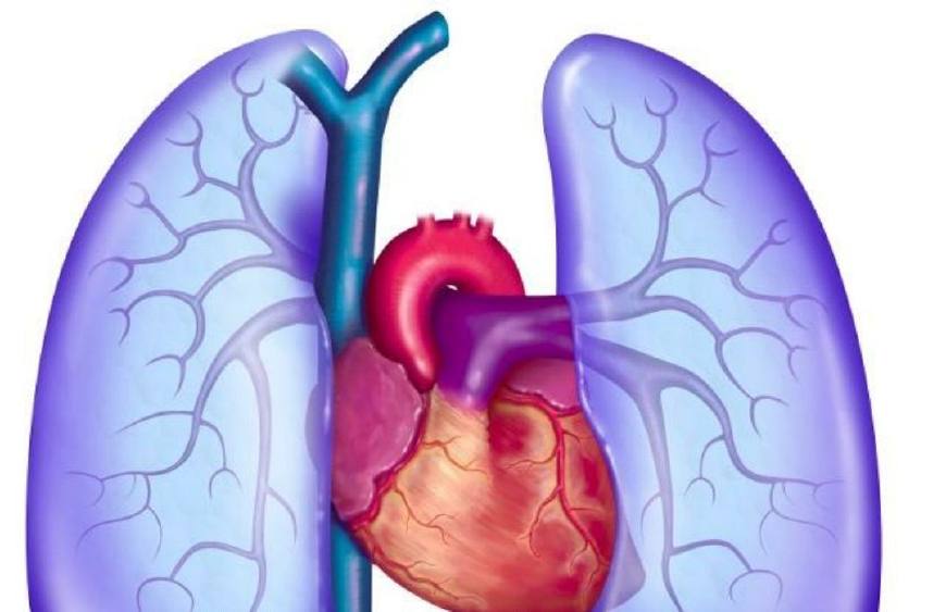 氨茶碱体内过程不良反应,氨茶碱副作用及不良反应