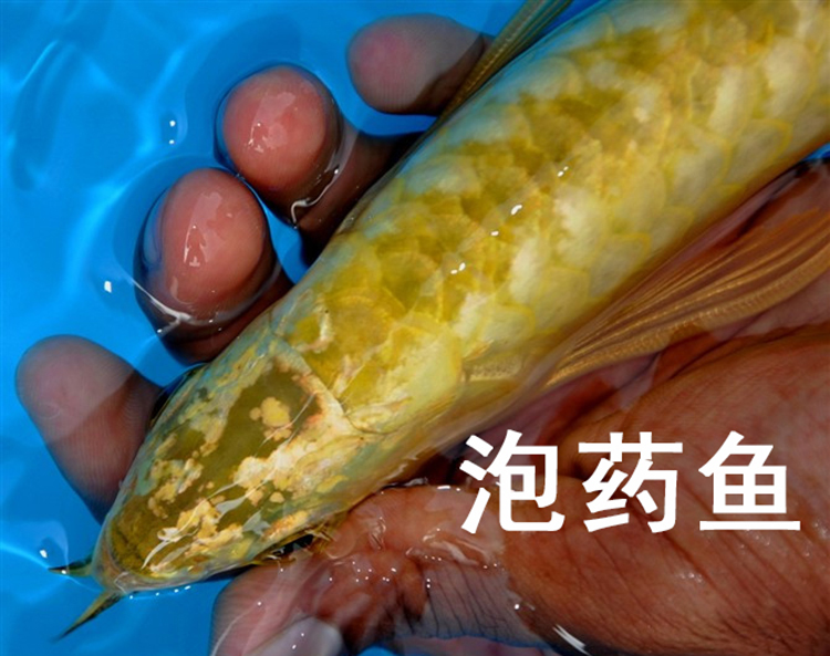 泡药龙鱼,龙鱼药泡鱼和正常鱼的区别