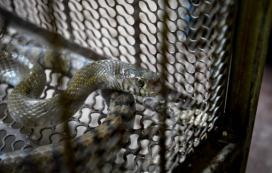 17米的巨蟒长什么样子,巨蟒最长能达到12米