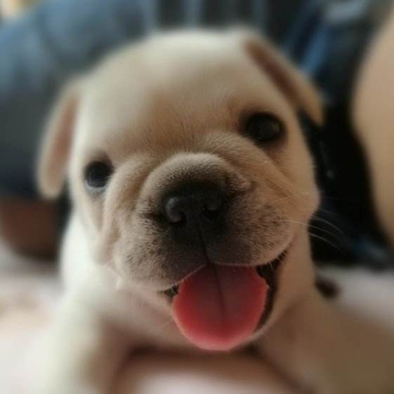 法牛的优点和缺点,法牛好养吗