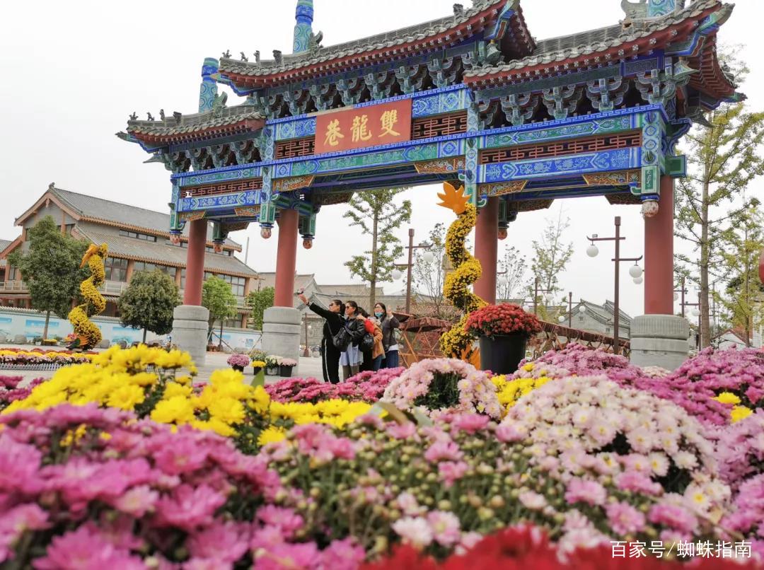 重阳节赏菊正当时，推荐国内这9个地方的赏菊好去处，沉浸式赏花