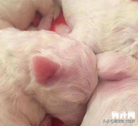 比熊犬特别臭怎么办,比熊犬身上臭味怎么办