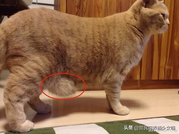 猫咪会长啤酒肚吗,为什么猫咪会有啤酒肚