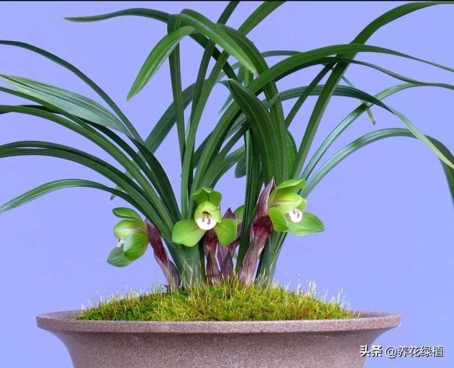 兰花的分类与品种如何鉴别,兰花品种哪种兰最贵最好养