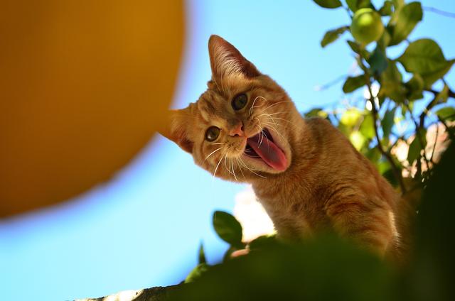 铲屎官鄙视猫被猫咬,为什么给猫咪铲屎猫咪会咬人