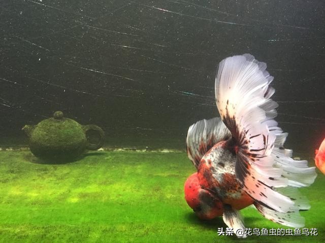 狮子头金鱼病图片,狮子头金鱼疾病有哪些