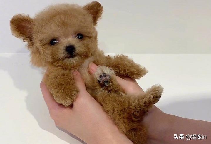 狗狗肚子不停的咕咕叫还伴有呕吐,狗狗嘴边挂粘稠口水还呕吐咋回事