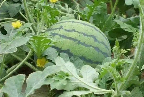 最想去的地方是哪个城市,金华山桃花源