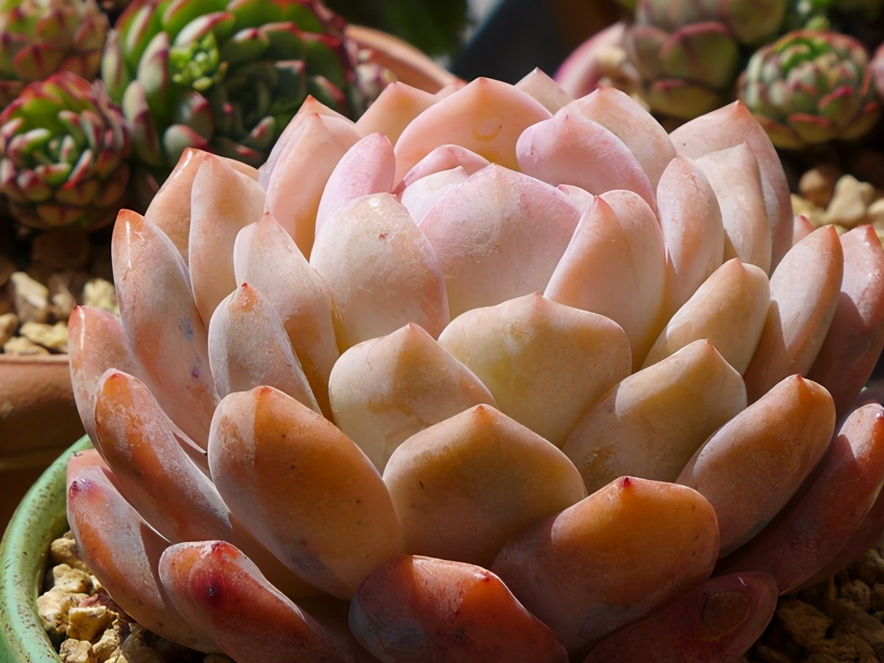 多肉轻微徒长能拯救吗,多肉爆崽怎样才能快速长大