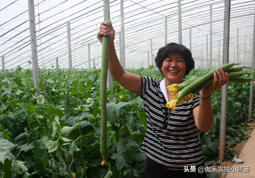 丝瓜弯曲的解决方法,黄瓜出现弯瓜该怎么处理视频