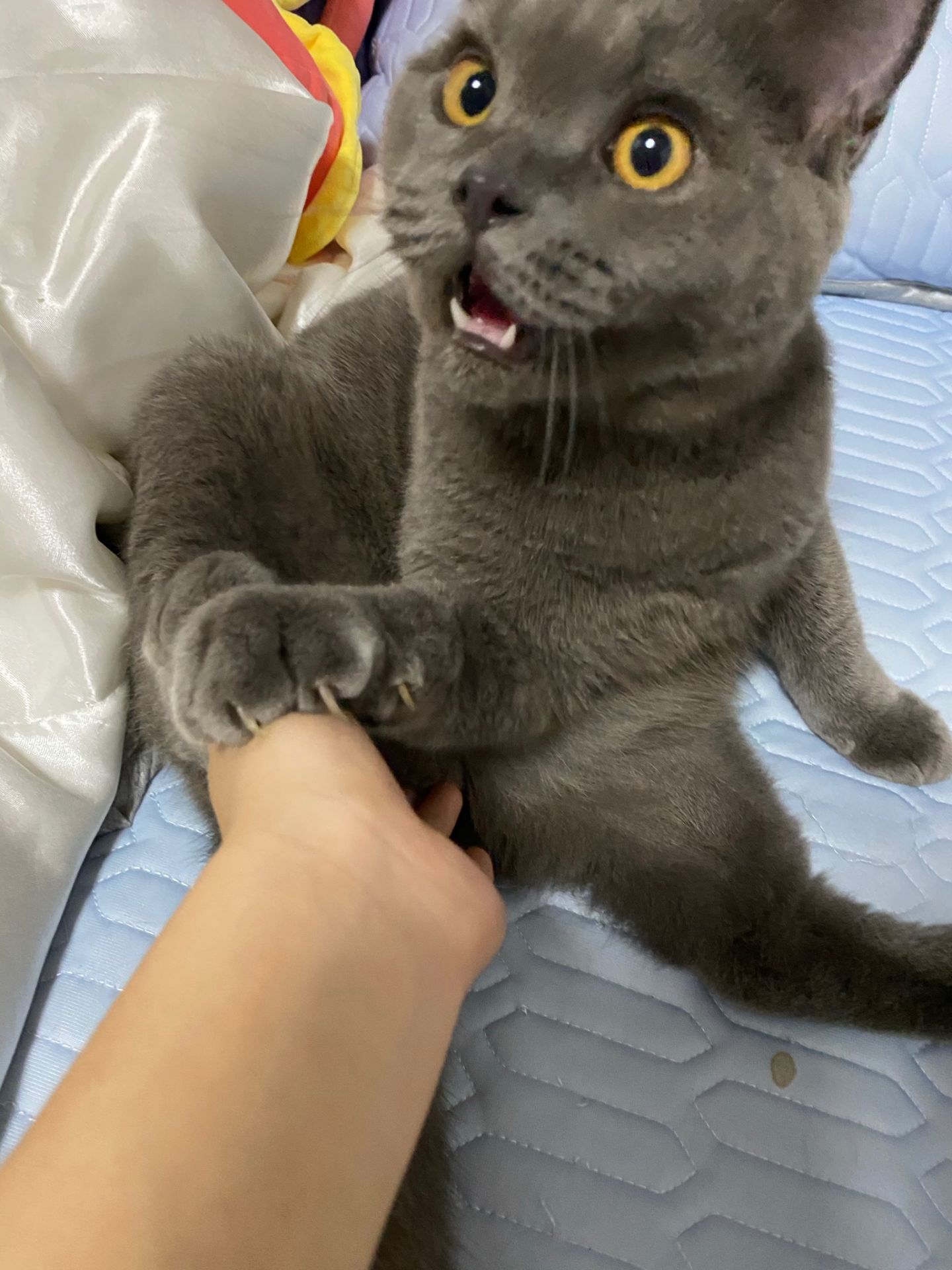 猫传腹治疗好了可以活多久,猫传腹治好后还能活多久