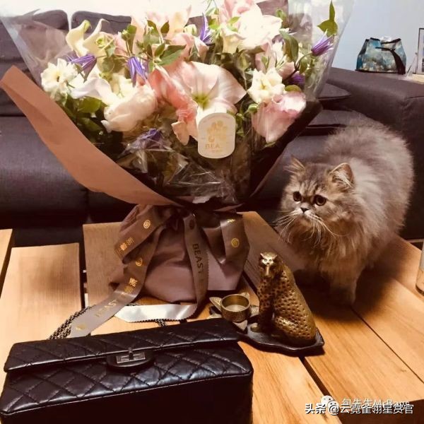 非常好看的宠物包,大家的包都带什么玩偶