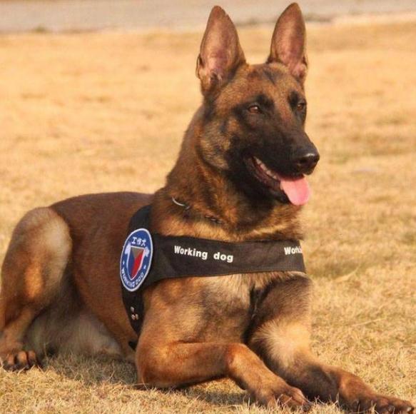 马犬与德牧哪个好饲养,马犬和德牧哪个更适合城市饲养