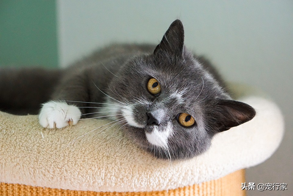 猫为什么会躲起来吓人,猫为什么睁着眼睡觉