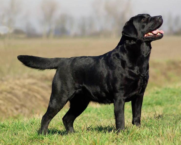 1000块钱的黑色的拉布拉多小狗,拉布拉多黑色前胸白毛是不是不纯