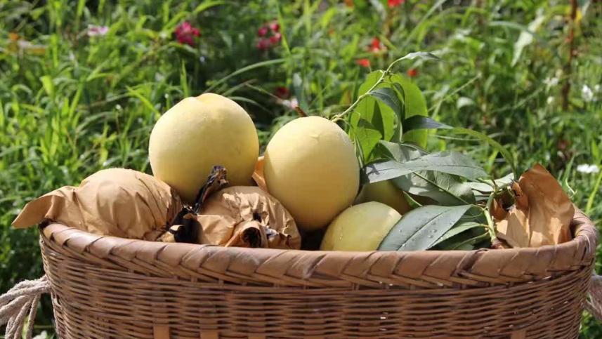 黄桃种植方法和技巧,嫁接黄桃的管理技术