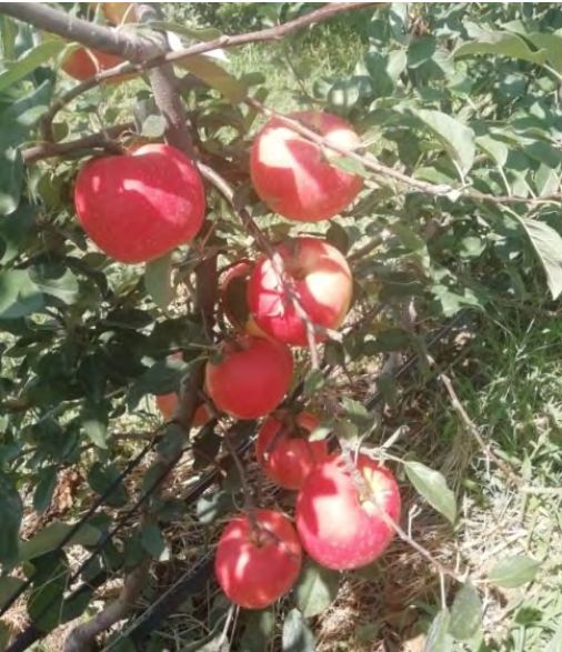 苹果果锈用什么药效果好,苹果果锈怎么去除