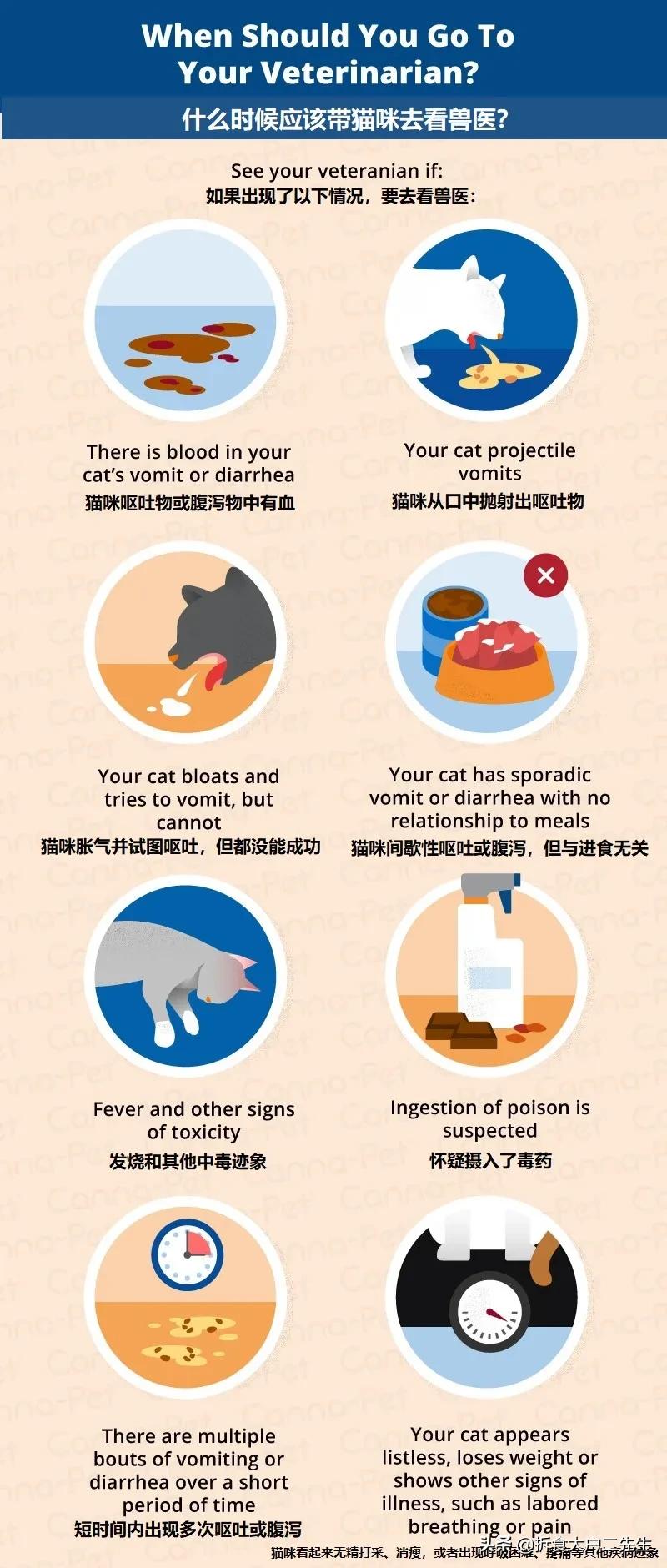 猫咪呕吐没消化的猫粮怎么办,go九种肉猫粮猫什么阶段能吃