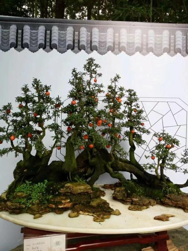 养金弹子记住这几句话,养金弹子口诀