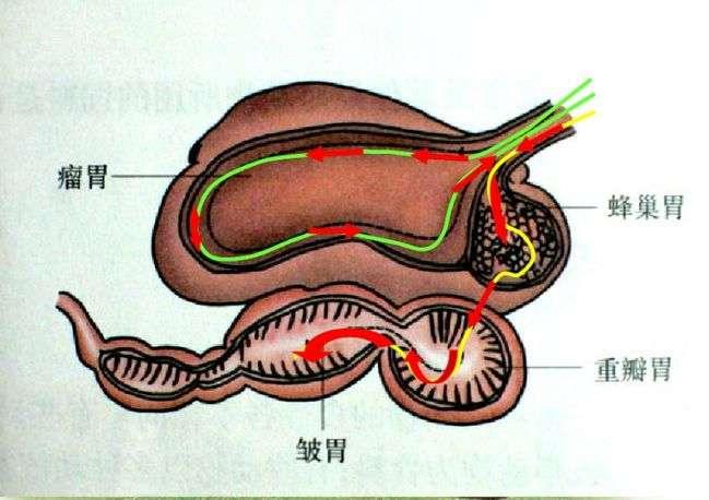 牛的胃竟然能分解塑料？世界难题就这样迎刃而解了吗？
