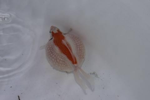 精品皮球珍珠金鱼图片,龙睛珍珠鳞金鱼