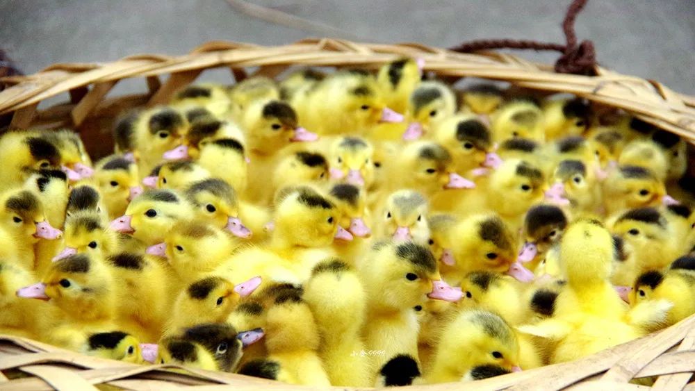 沙县小吃测评哪一个最好吃,沙县小吃最好吃的推荐一下