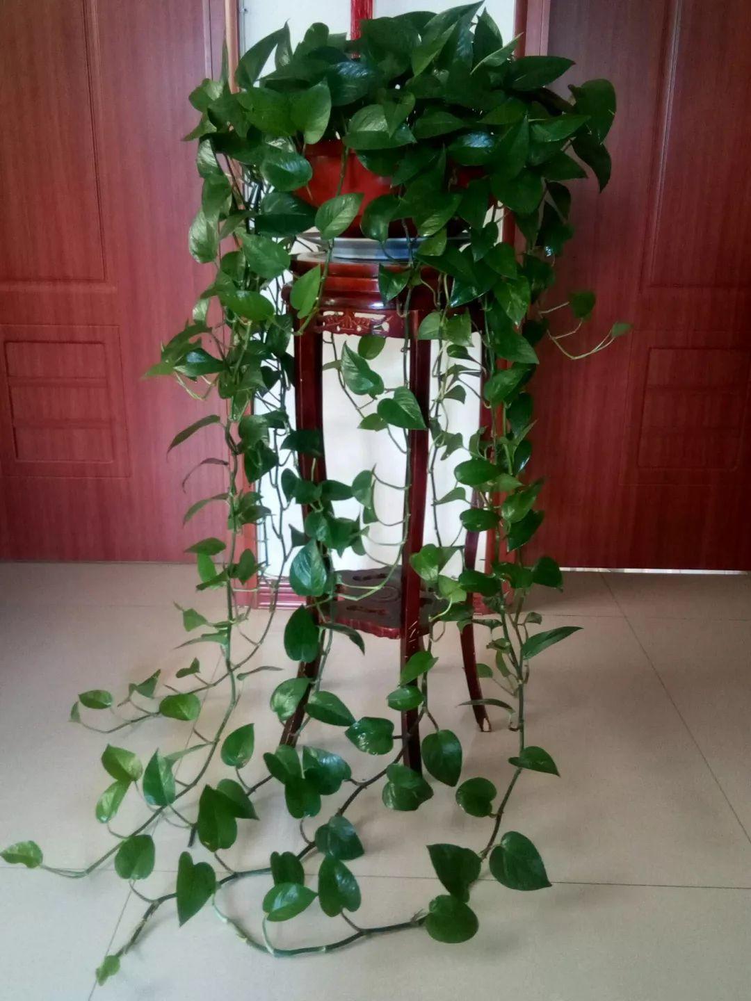 最耐阴不需要阳光的植物室外,喜阴怕阳光非常好养的盆栽大全