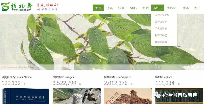 植物检索网站官网,植物检索表100种