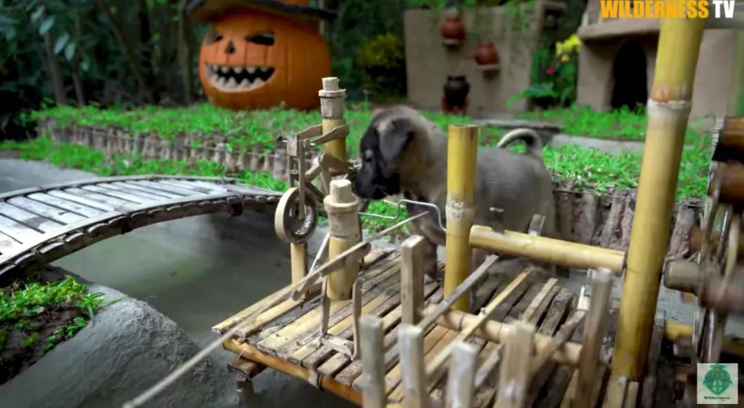 花三年建宠物乐园,花20万给狗打造乐园