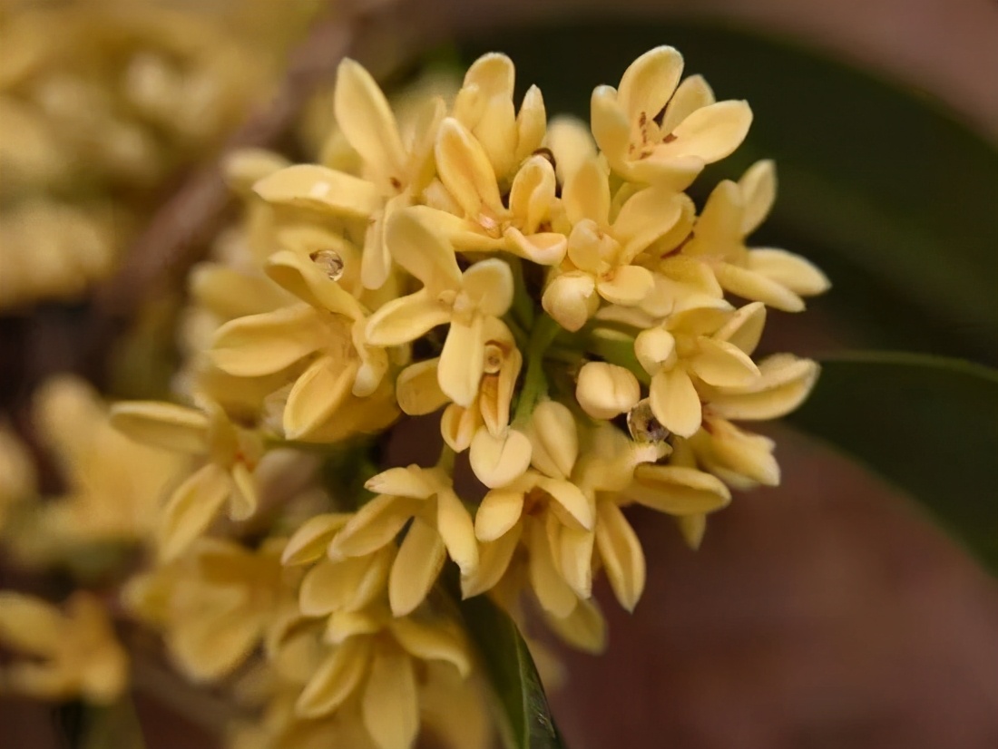 桂花发了好多新芽,桂花品种对比一览表