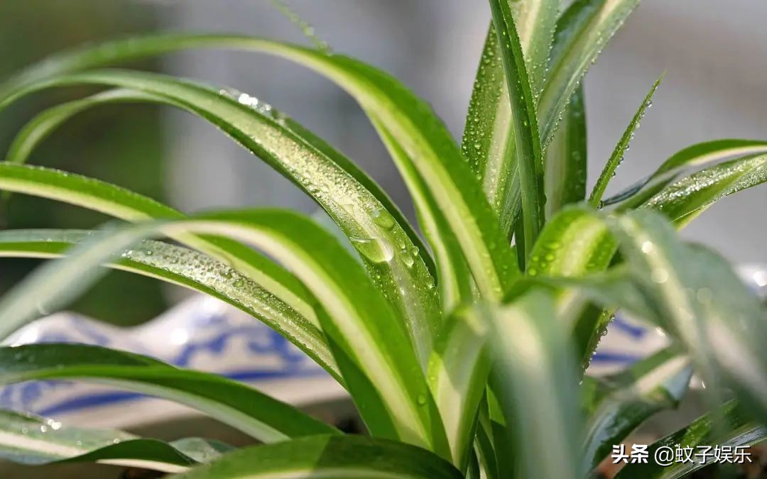 装修的房子除甲醛最快的方法,新床怎么除甲醛最快最有效的方法