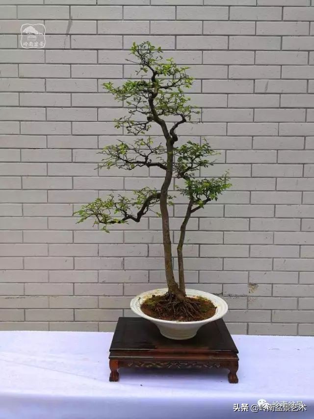 榆树盆景何时修剪最好,盆景怎样修剪最好看