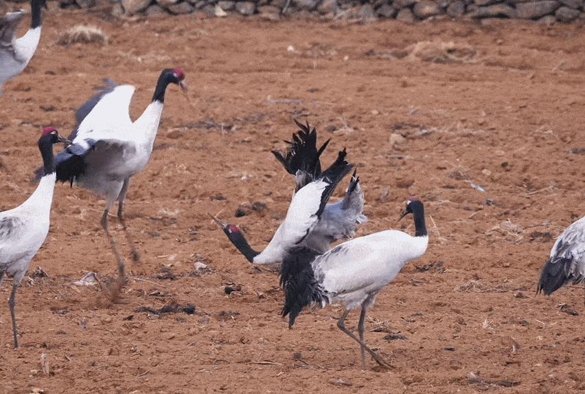 黑颈鹤的有趣之处,黑颈鹤有什么爱好