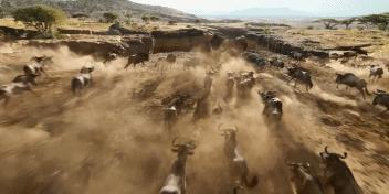 新版狮子王值得看吗,新版狮子王值得买吗