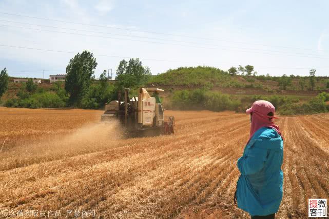 大山深处小麦开割，庄稼地里有人送来承诺书，现场签字