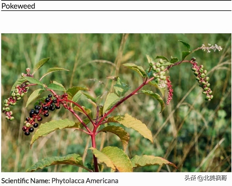 在加拿大最危险的五件事情,加拿大有什么危险动物或昆虫