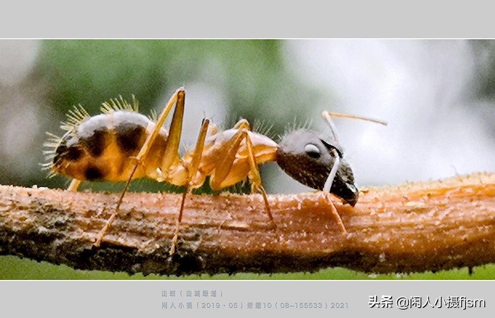 拍摄蚂蚁视频的技巧,怎么拍摄蚂蚁