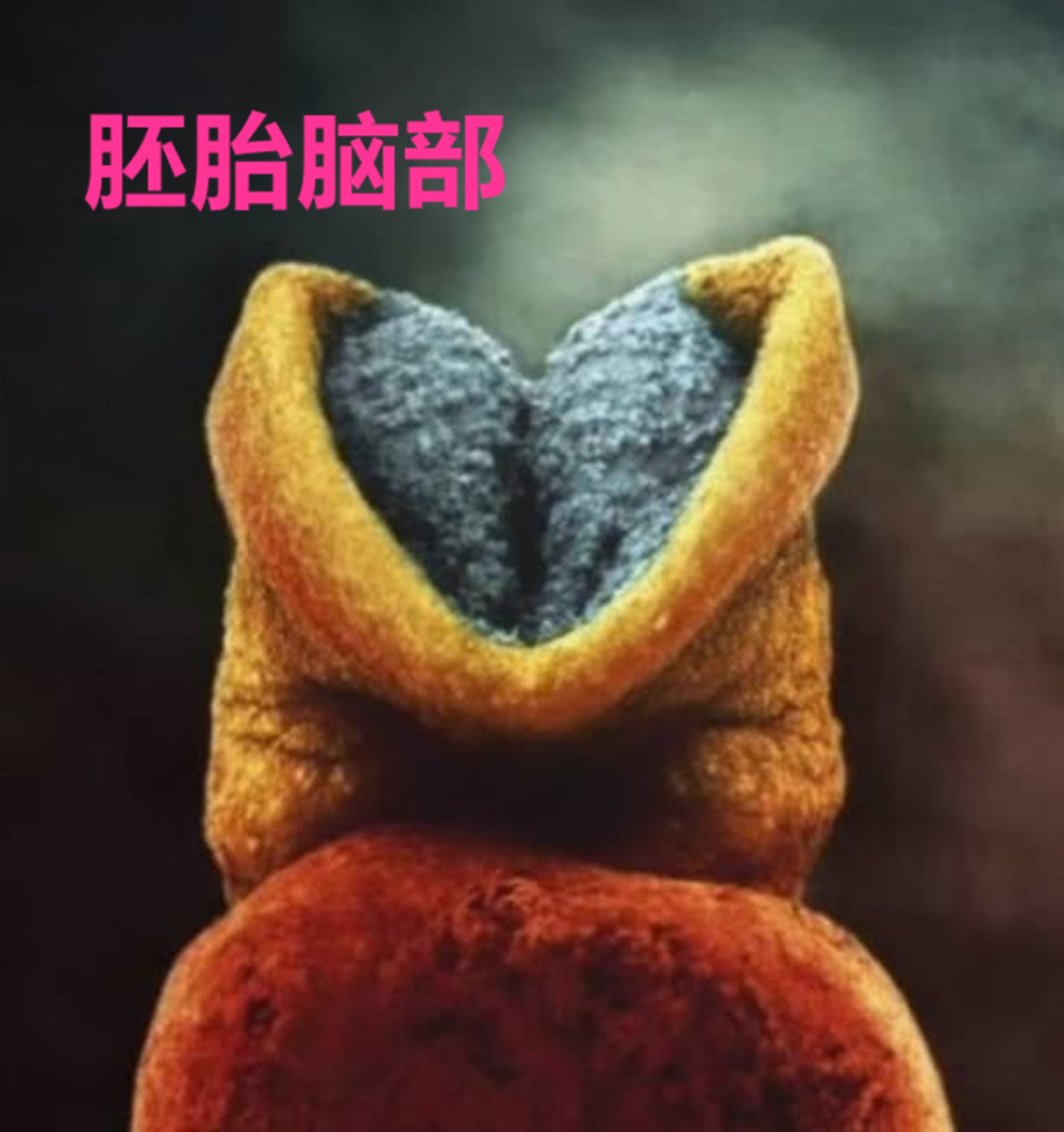 摄影师记录妻子怀孕纪录片,胎儿高清摄影