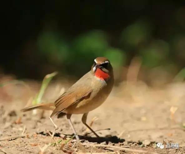 靛颏怎样快速上手,靛颏的十大忌讳