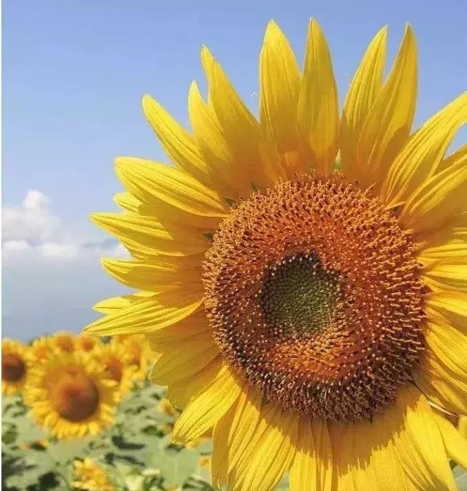 这10种花不怕晒,这3种花不能懒着养