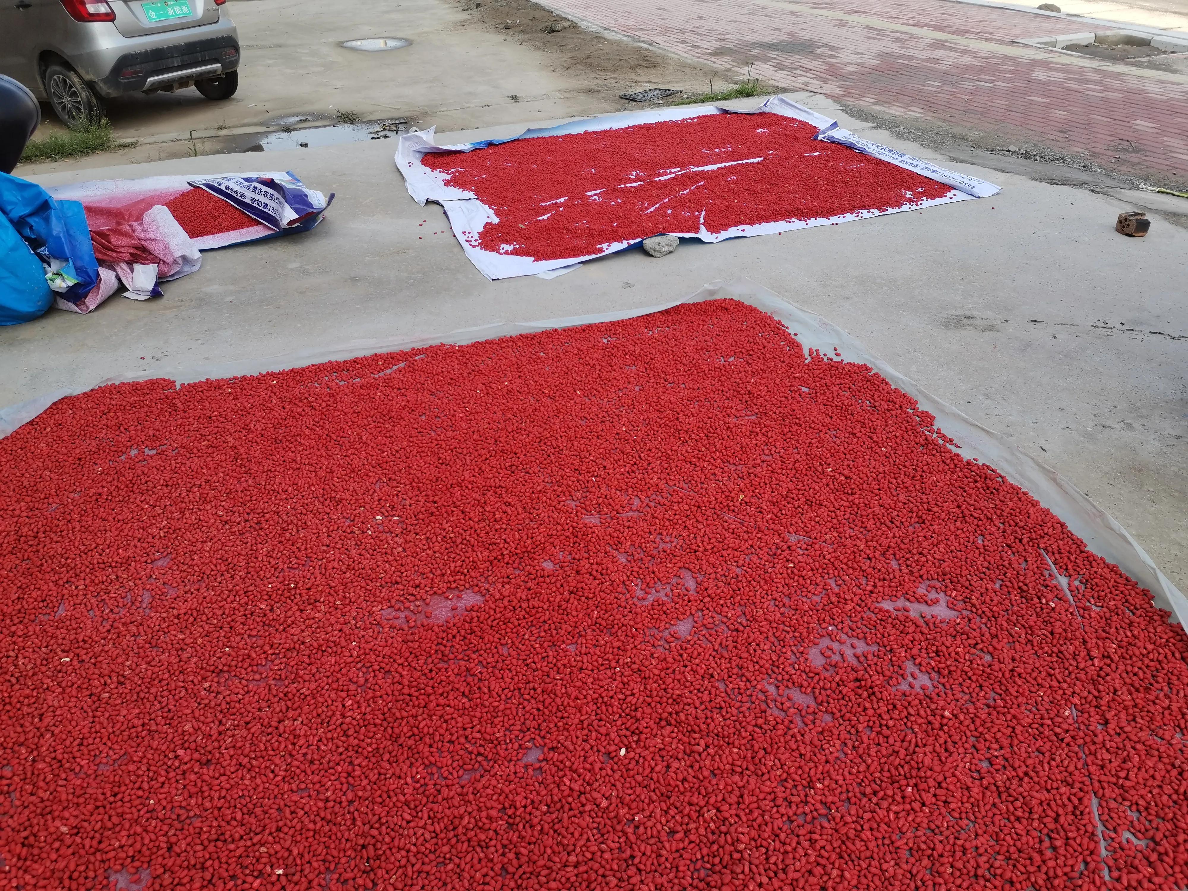 玉米种植防鸟小妙招,玉米成熟期防鸟的最佳方法