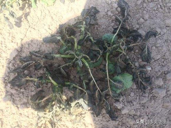 马铃薯出苗后死秧怎么回事,马铃薯出现死棵烂根怎样解决