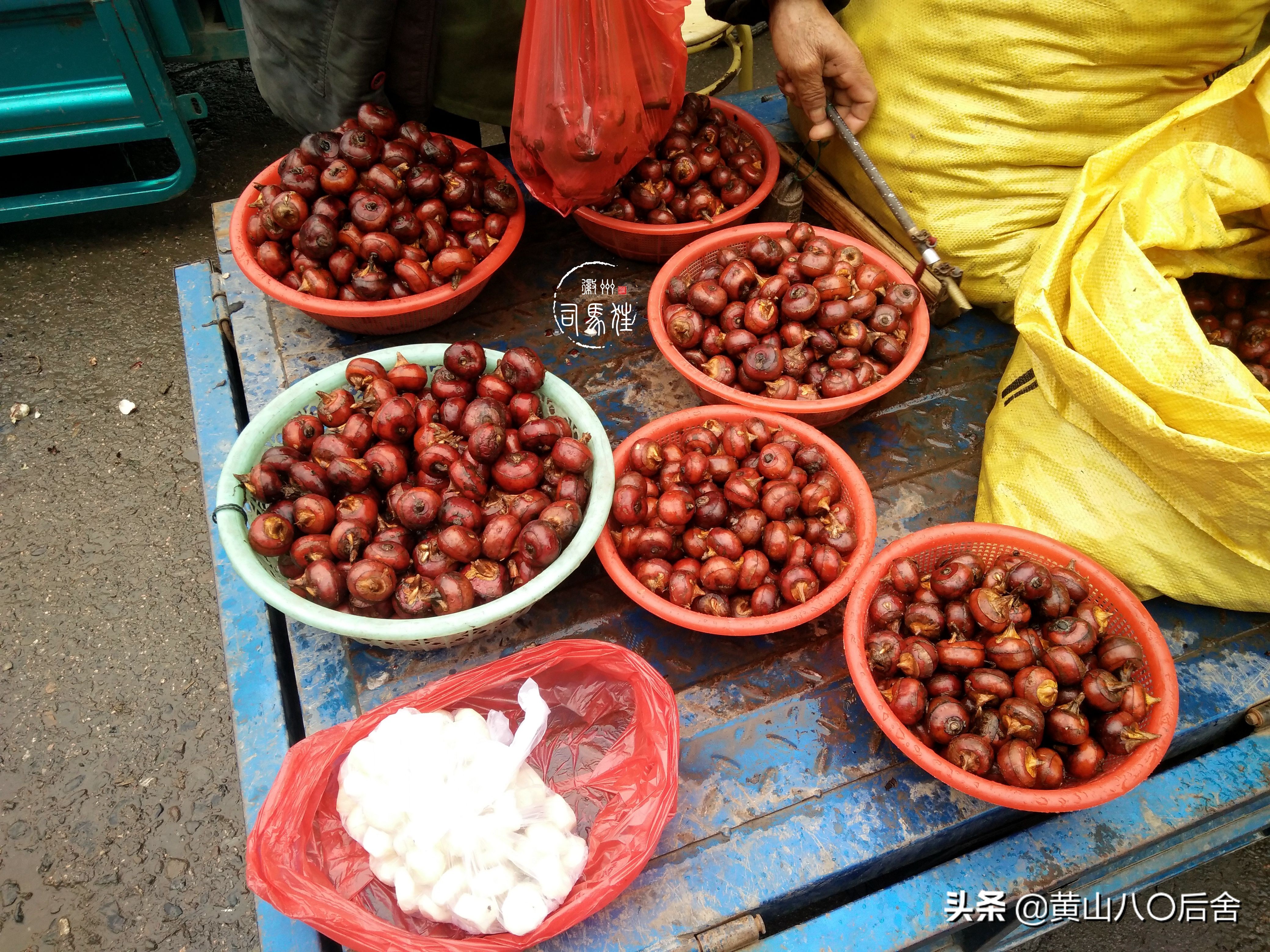 鑸屽皷涓婄殑涓浗榛勫北姝欏幙鑽歌崰,鑸屽皷涓婄殑缇庨鑽歌崰