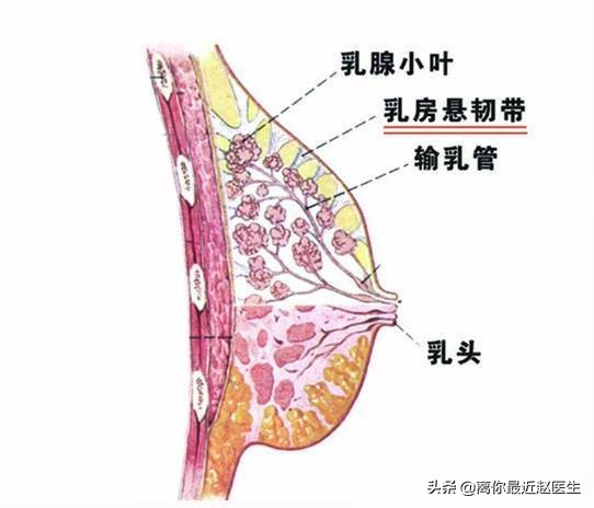 哺乳后乳房干瘪下垂是不可逆的吗,哺乳后的胸变下垂如何改善