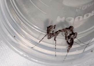 各种搞笑方法干掉蚊子,如何一次干掉100只蚊子