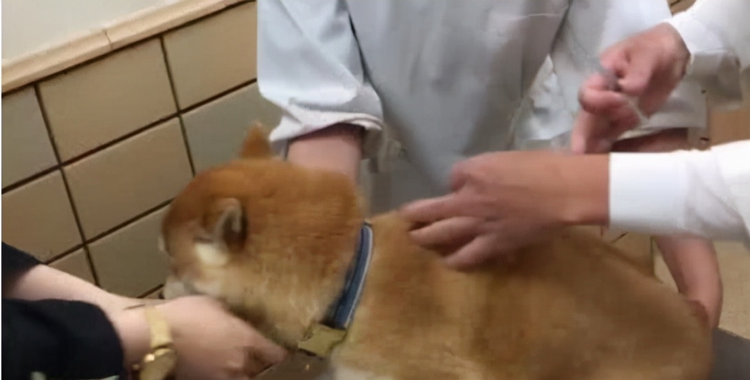 给宠物狗开眼角,宠物狗感染细小死亡