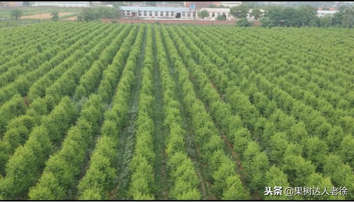 种植桃树的间距是很有讲究的,科学合理的种植模式